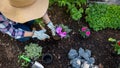 Unrecognizable female gardener planting flowers in her garden. Gardening concept. Top view.