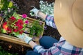 Unrecognizable female gardener planting flowers in her garden. Gardening. Overhead view.