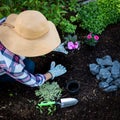 Unrecognizable female gardener planting flowers in her garden. Gardening. Overhead view.