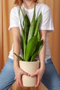 Unrecognizable florist woman holding a pot with sansevieria moonshine plant