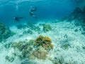 Unrecognizable freedivers swimming near coral reef in Red Sea