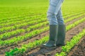 Unrecognizable male farmer standing in soybean plants rows