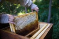 Unrecognizable man beekeeper holding honeycomb frame in apiary.