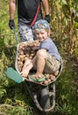 Unrecognizable Man Is Carrying A Boy And A Lot Of Freshly Dug Potatoes In A Wheelbarrow