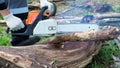 Unrecognizable man chainsaw cuts dry trees Royalty Free Stock Photo