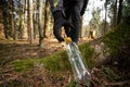 Unrecognizable man crouching down to pick up a discarded empty plastic water bottle in a forest in Europe. Wide angle, shallow