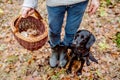 Unrecognizable man with dog holding basket with mushooms, forest Royalty Free Stock Photo