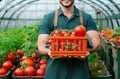 Unrecognizable man farmer with container harvest of tomatoes in greenhouse. Concept of horticulture, agriculture and
