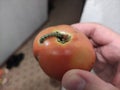 Unrecognizable man is holding in hand a tomato with a large worm. Wormy tomato Royalty Free Stock Photo