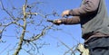 unrecognizable man pruning apple trees in an orchard in march