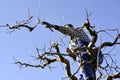 unrecognizable man pruning apple trees in an orchard in march Royalty Free Stock Photo