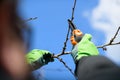 Unrecognizable man pruning fruit trees in his garden. Male gardener using pruning shears. Springtime gardening. Royalty Free Stock Photo