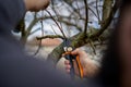 Unrecognizable man pruning fruit trees in his garden. Male gardener using pruning shears. Springtime gardening. Royalty Free Stock Photo