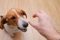 Unrecognizable person feeding beagle. Happy dog taking treat from male hand at home