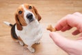 Unrecognizable person feeding beagle. Happy dog taking treat from male hand at home Royalty Free Stock Photo