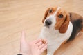 Unrecognizable person feeding beagle. Happy dog taking treat from male hand at home Royalty Free Stock Photo