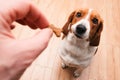 Unrecognizable person feeding beagle. Happy dog taking treat from male hand at home Royalty Free Stock Photo