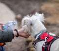 Unrecognizable person giving water to dog to drink