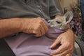 Unrecognizable Person holding a Kangaroo joey