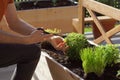 Unrecognizable person picking fresh chives from a herbal bed on a terrace garden Royalty Free Stock Photo