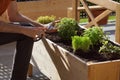 Unrecognizable person picking fresh oregano from a herbal bed on a terrace garden Royalty Free Stock Photo