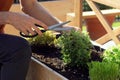 Unrecognizable person picking fresh oregano from a herbal bed on a terrace garden Royalty Free Stock Photo