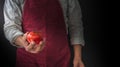 Unrecognizable person in a red apron with a tomato in his hand on a black background with a light coming from the side.