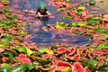 Unrecognizable person watermelon skiing at The Chinchilla Melon Festival