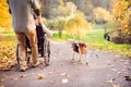 Senior man, woman in wheelchair and dog in autumn nature. Royalty Free Stock Photo