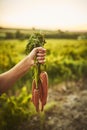 Living off the land. Unrecognizable shot of a hand holding a bunch of carrots with green vegetation in the background. Royalty Free Stock Photo