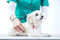 Unrecognizable vet examinates a dog Royalty Free Stock Photo
