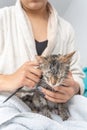 Unrecognizable woman in bathrobe combing a freshly bathed cat