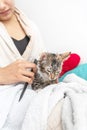 Unrecognizable woman in bathrobe combing a freshly bathed gray cat