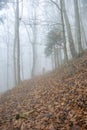 Unrecognizable woman coming through the narrow path in the foggy autumn forest Royalty Free Stock Photo