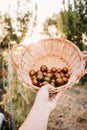 Unrecognizable woman hand holding basket of tomatoes at vegetable garden in greenhouse Royalty Free Stock Photo