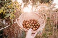 Unrecognizable woman hand holding basket of tomatoes at vegetable garden in greenhouse Royalty Free Stock Photo