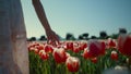 Unrecognizable woman hand touching red tulips. Woman walking through tulip field Royalty Free Stock Photo
