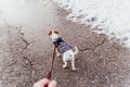 unrecognizable woman walking outdoors with dog in the snow wearing coat. Winter season Royalty Free Stock Photo