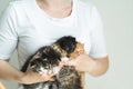 Unrecognizable woman wearing white T-shirt olding five outbred little kittens of different colors. Pet adoption.