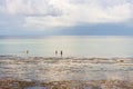 Unrecognizable women gathering shellfish on low tide. People gather mollusk on Indian Ocean beach. Zanzibar landscape.