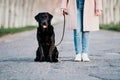 unrecognizable young owner woman and her black labrador dog sitting at sunset outdoors