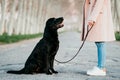 unrecognizable young owner woman and her black labrador dog sitting at sunset outdoors