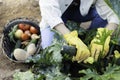 Unrecognizable young woman collecting fresh picked vegetables on a basket from her garden harvest orchard Royalty Free Stock Photo