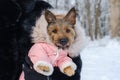 Unrecognized woman holds her dressed dog in her arms in winter outdoors on walk Royalty Free Stock Photo