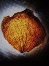 Veins / nerves of a dry backlit red rose petal Royalty Free Stock Photo