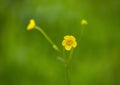 An unremarkable field flower is a yellow buttercup