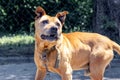 An unrestrained pit bull terrier dog on a chain looks up