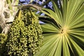 Unripe acai berries