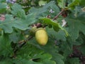 Unripe acorns on an oak twig.