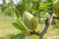 Unripe almond on the branch of the tree in Sicily, Italy